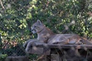 Ambiente: Prohíbe exportar trofeos de animales silvestres autóctonos