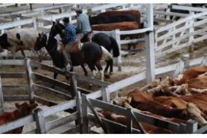 El barrio de Mataderos habrá mudanza del “Mercado de Liniers”