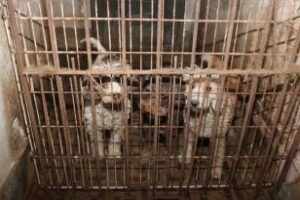 Centro porteño: Un detenido y rescate de 20 perros en criadero ilegal