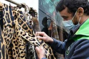 Ambiente:Presentó una denuncia por venta de tapados de animales
