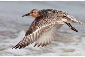 Se calcula que el 35 % de las aves en el país son migratorias