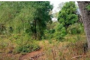 Ambiente cerró en Chaco el proyecto Bosques Nativos y Comunidad