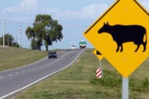 Ambiente refuerza la necesidad de normativa federal de bienestar animal