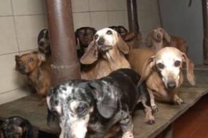 Caballito: rescataron a 55 perros que eran maltratados en un criadero ilegal
