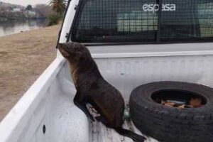Buenos Aire:Se rescató un lobo marino perdido en el Riachuelo