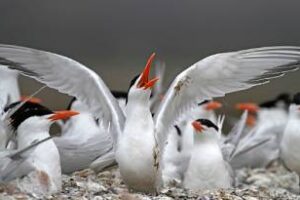 Nuevos parques nacionales: se aprobó la creación de Islote Lobos