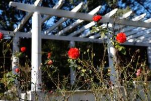 En los rosedales de la Ciudad se repartirán gajos para plantar en casa