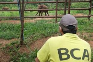 Medio Ambiente autorizó el traslado de la elefanta Kenia a Brasil