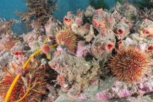 Diputados:Media sanción para la creación del Área Marina Protegida