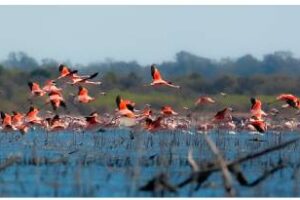 Festival:Para celebrar la creación del Parque Nacional Ansenuza