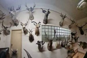 Ambiente decomisó,colección de animales taxidermizados