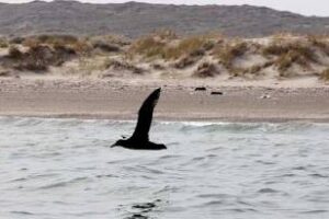 Ambiente inspeccionó las playas de Península Valdés