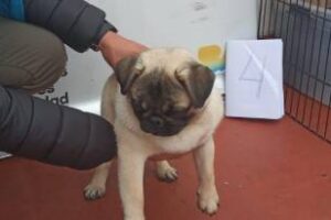 Parque Chas:Falsa veterinaria detenida y 22 perros rescatados