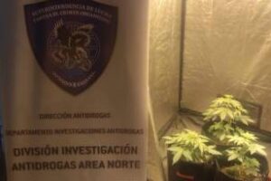 Detienen en Palermo a un dealer que cultivaba y vendía marihuana