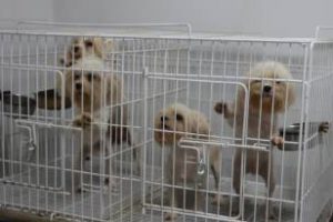 Belgrano: Rescatan perros,de un criadero ilegal , hay detenidos