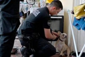 En el barrio Monserrat: Rescataron a 15 perros de un criadero ilegal