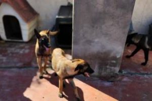 Parque Avellaneda:Rescatan perros Pastor Belga de un criadero ilegal