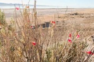 Convocatoria 2023 a becas del Programa El Hombre y la Biosfera