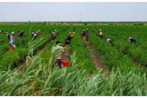 Hacia un nuevo modelo rural:Primer Congreso Nacional por la Tierra