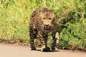 Ambiente: Están elaborando un proyecto de cooperación con Brasil