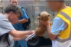 Liniers: Rescataron 17 caniches de un criadero ilegal de perros