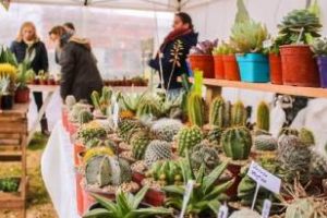 Tapalqué: Preparada para la exposición de cactus, flores y plantas