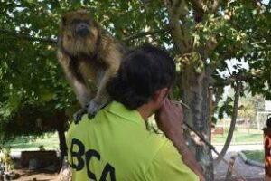 Ambiente rescató monos carayá que se encontraban en cautiverio