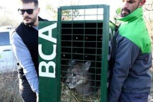 Ambiente trasladó dos pumas de La Pampa al centro de rescate