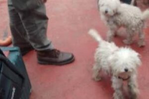 Floresta:Rescatan tres caniches que mantenían a la intemperie