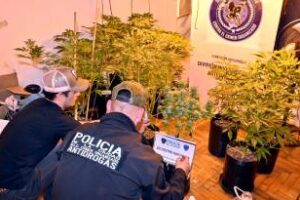 San Telmo:Detienen a dealer que tenía invernadero de marihuana