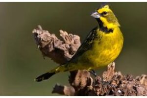 Buenos Aires:Ambiente liberó 19 ejemplares de cardenal amarillo