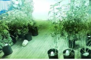 Comuna 15:Paternal Desbaratan invernadero de marihuana