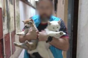 Villa Crespo:Perros rescatados y criaderos ilegales clausurados