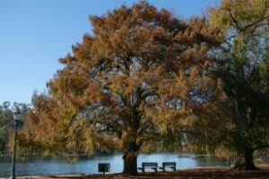 Se Celebra cada 29 de agosto,en Argentina el Día del Árbol