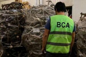 En un allanamiento se incautó cerca de 40 toneladas de astas de ciervo