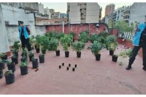 Villa Urquiza:Desmantelaron una sala de cultivo de cannabis
