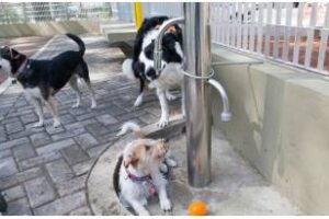 En la ciudad:Prevención del golpe de calor en perros y gatos