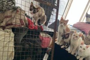 Balvanera:Rescatan 50 animales en condiciones de hacinamiento