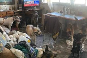 En la ciudad:Rescataron 18 gatos y 15 perros en dos allanamientos