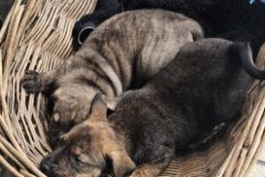 Pompeya:Rescatan cachorros en condiciones de maltrato