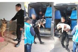 Villa Urquiza:Fueron rescatados treces perros y un loro