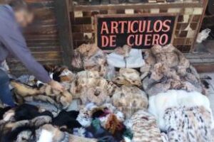 Ciudad:Hacían videos en redes con prendas de animales en extinción