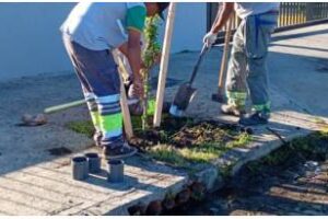 Ciudad:Las Plantaciones aumenta la riqueza verde