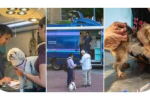 Por la ciudad:Atención veterinaria en tu barrio